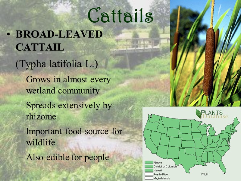 Cattails BROAD-LEAVED CATTAIL  (Typha latifolia L.) Grows in almost every wetland community Spreads